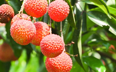 ��֦���ķ���