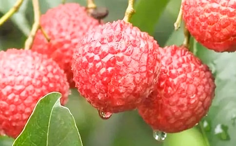 �P����֦������