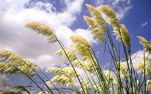 �JȔʎ����