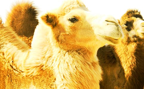 �T������15ƪ�����ϣ�