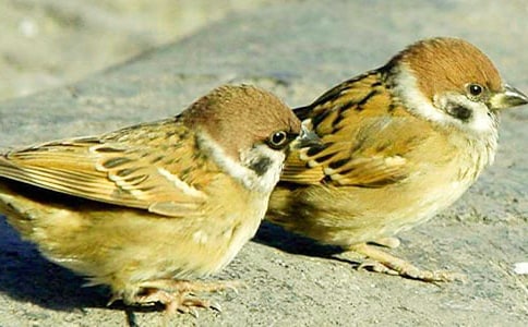 [��]С��ȸ����