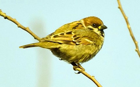 С��ȸ���Ĵ�ȫ15ƪ