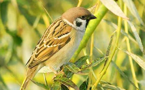 С��ȸ���ľ��A��15ƪ��