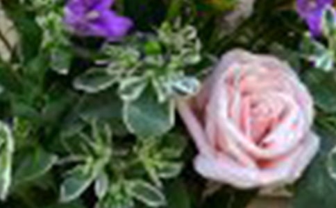 �P(gu��n)��õ�廨�Ĺ�Ч�c���ü�ʳ�÷���