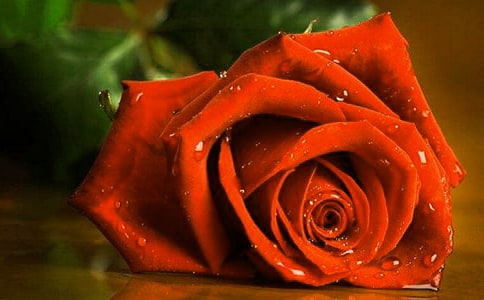 õ�廨��ô�B(y��ng)ֳ������