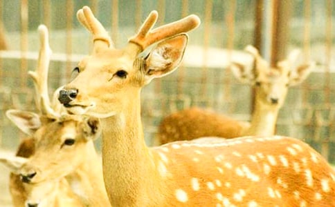 ÷��¹����