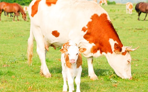 ���^��ţ������6ƪ���؂䣩