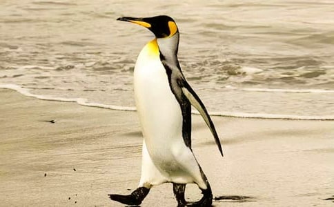 �������Z��ӛ���^���13ƪ