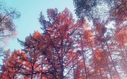 ����С�����ģ�ͨ��48ƪ��