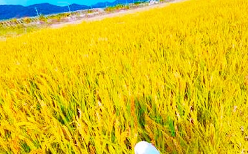 ���տ��D��(xi��)Ԓ(5ƪ)