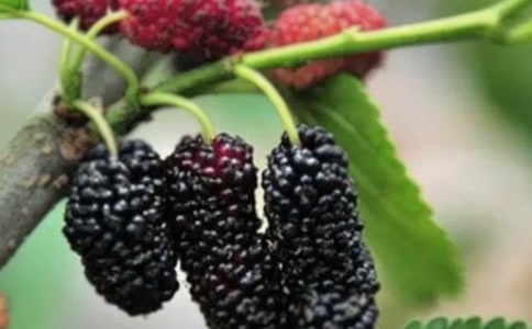 ժɣ�������\����11ƪ��