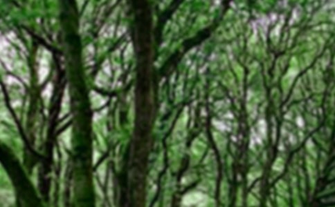 ɭ�ַ����^���