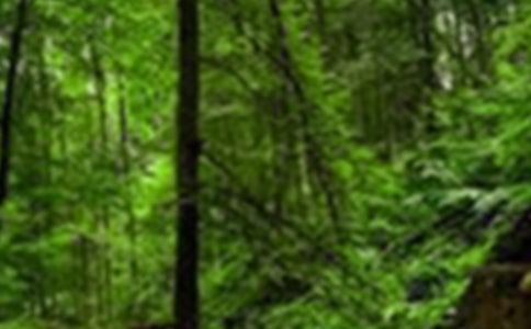 �P(gu��n)��ɭ�ַ�������(��(j��ng)��)