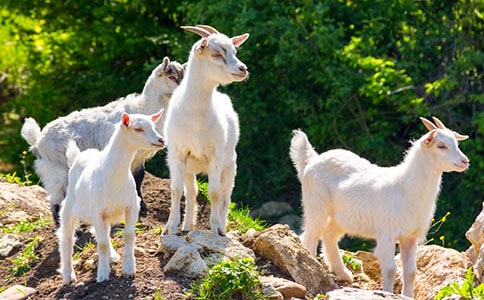 ��ɽ�򲻳����òݡ��x��з���