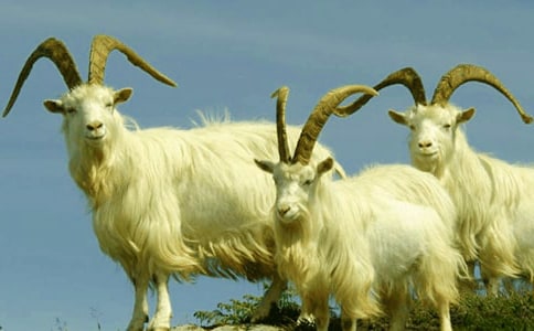 ɽ�򠔠��Đ�����