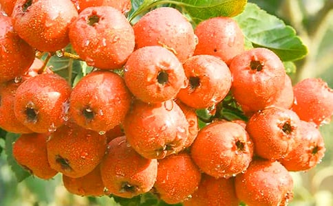 山楂醬的功效與作用是什么