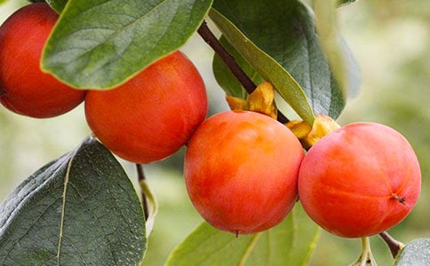 ժ�������ģ����ϣ�