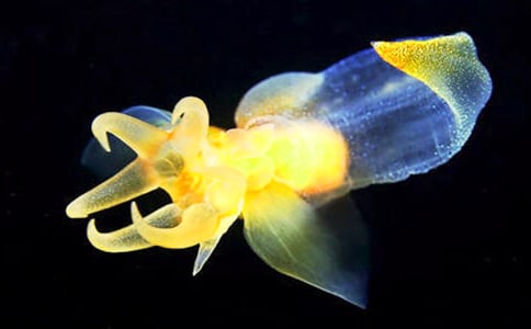 水母的作文通用15篇