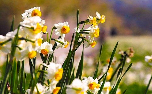 �����ϣ�ˮ�ɻ�15ƪ