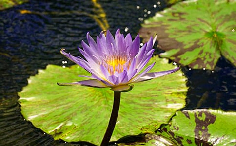 �`�ŵ�˯ɏ����6ƪ�����T��