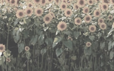 ̫ꖻ�������