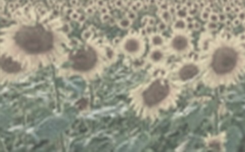 (���A)�����̫�(y��ng)��Ů���x���