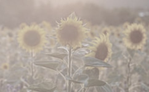 �P(gu��n)��̫ꖻ��ľ���