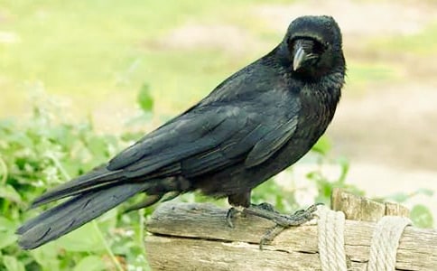 ���f���_�Ժ�����