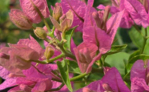 �簲�����Z���ż���49��