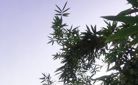 ��(y��u)�����簲��(w��n)���Z(y��)����53��