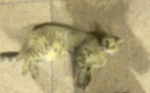 ��С؈��(y��u)��������ƪ