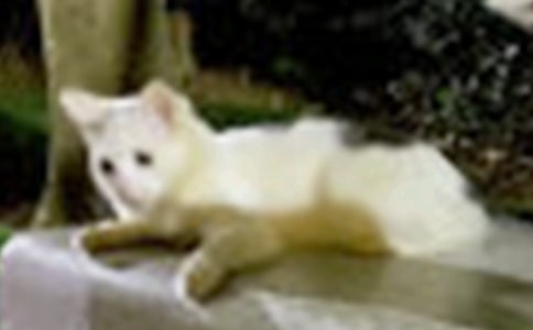 С؈��(y��u)������