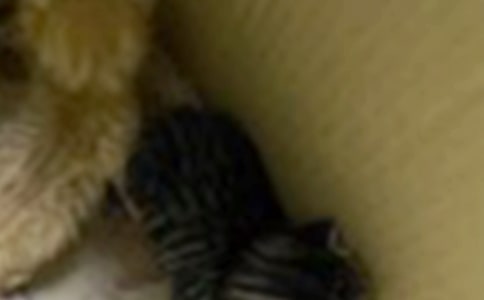 ���õ�С؈��(y��u)�����ąR��5ƪ