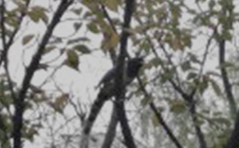 ��С�B���D��Ԓ(����15ƪ)