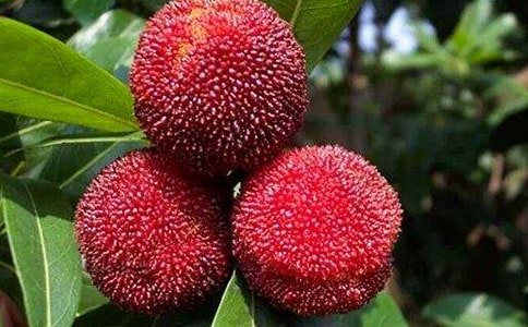 �ɗ�÷���ģ���15ƪ��