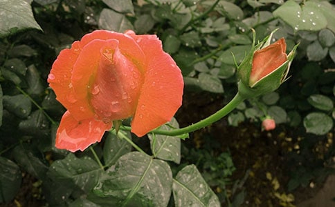 �茑(xi��)�¼�����Ԋ(sh��)��4ƪ