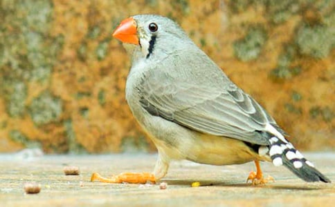 �K�̰����ϡ������B�������̌W���