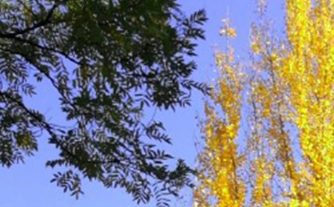 �茑�����������Ӿ���