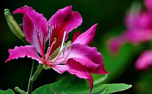 描寫紫荊花的好詞好句好段