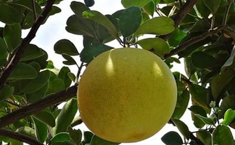 ���Ӳ�Ĺ�Ч�Լ�����