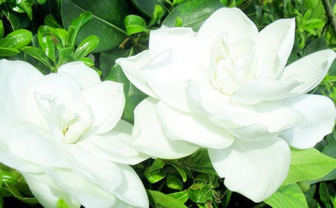 �d�ӻ��_���ġ��]��