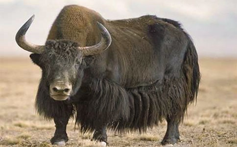 ��ţ������N�~