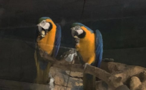 �ɐ۵�С�W�^�����\����15ƪ��