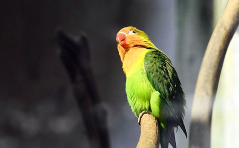 �ɐ۵�С�W�^