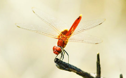 ���o(h��)���ѳ��h��