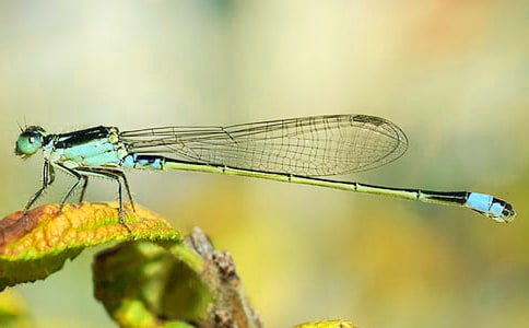 (����)���w���ѿ��D��Ԓ6ƪ