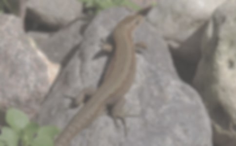 �����������ģ����x5ƪ��