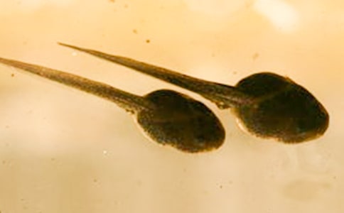 (���x)С�������