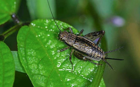 ����Ʒ�������������6ƪ