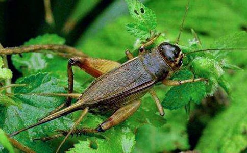 ׽�����ąR��15ƪ